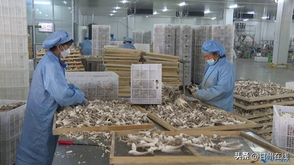 甘肅神農(nóng)菇業(yè) 工廠化量產(chǎn)鹿茸菇，打造循環(huán)農(nóng)業(yè)高質(zhì)量發(fā)展模式與飼料生產(chǎn)協(xié)同體系